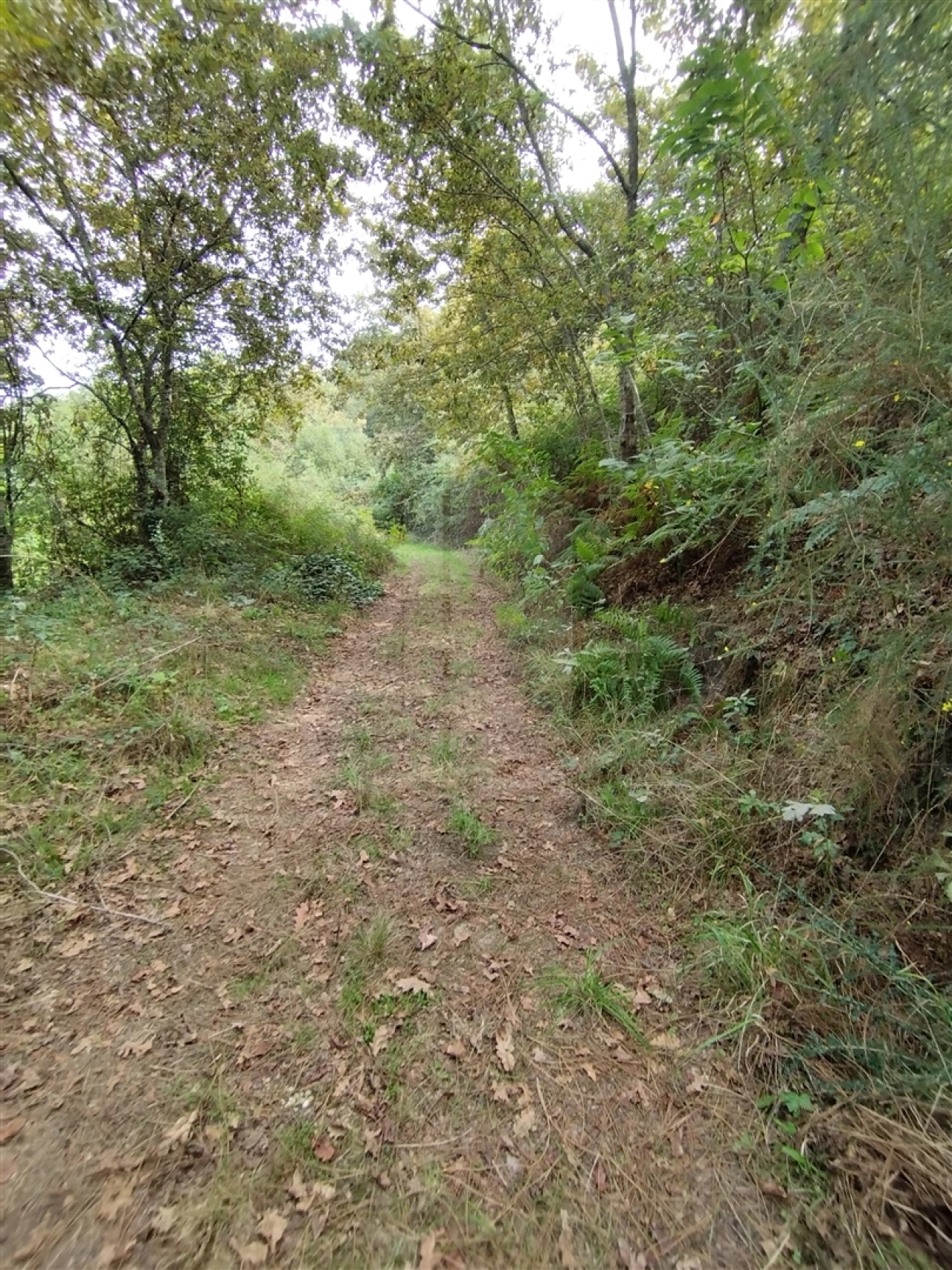 Terreno para Venda em Santa Lucrécia de Algeriz e Navarra Foto 5