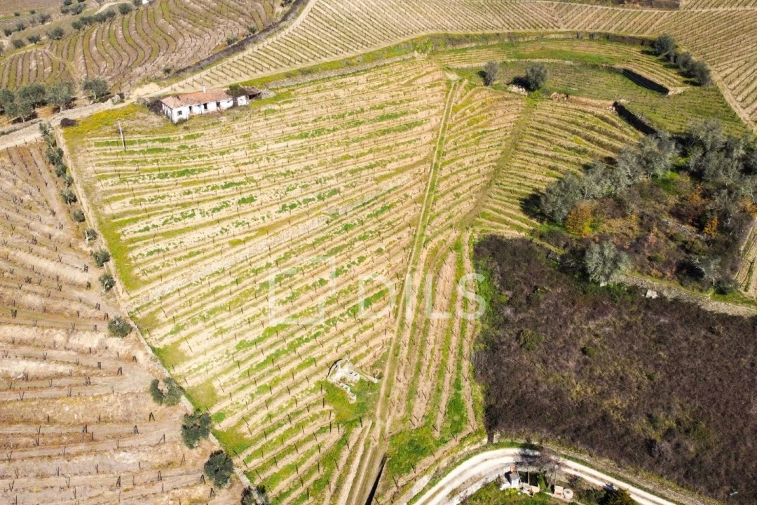 Quinta T4 para Venda em Peso da Régua e Godim Foto 3