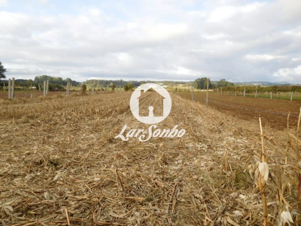Terreno Agricola ou Rústico para Venda em Bougado (São Martinho e Santiago) Foto 2