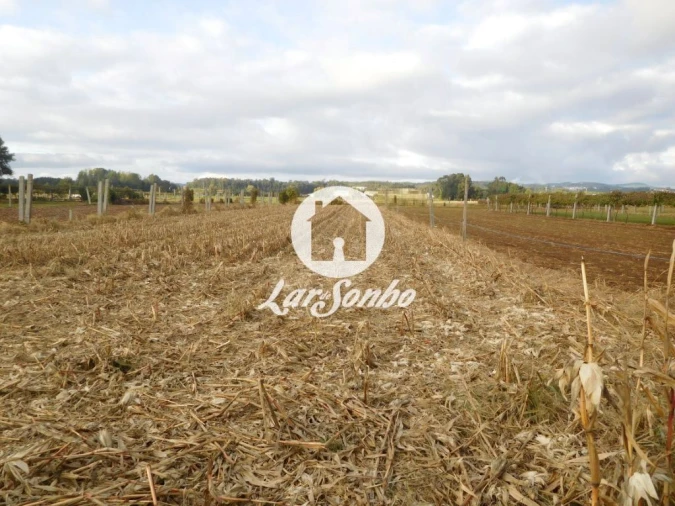 Terreno Agricola ou Rústico para Venda em Bougado (São Martinho e Santiago) Foto 2