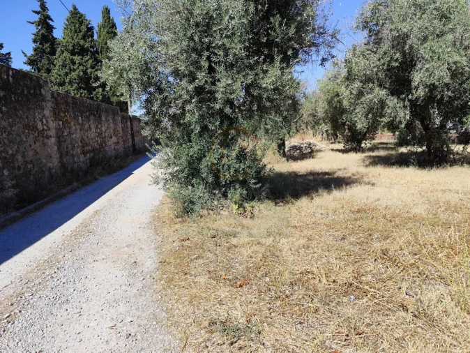 Terreno para Venda em Castelo Branco Foto 9