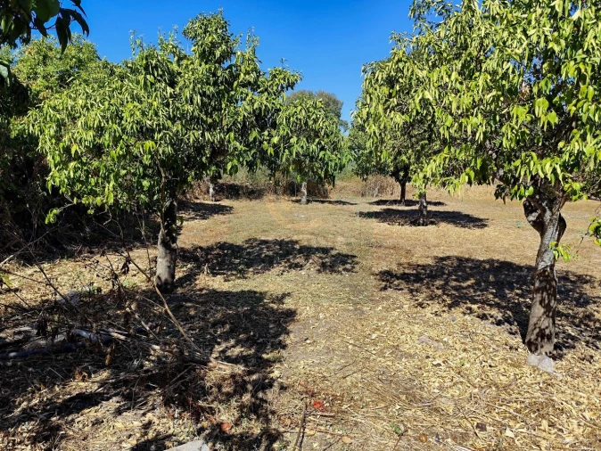 Terreno para Venda em Castelo Branco Foto 22