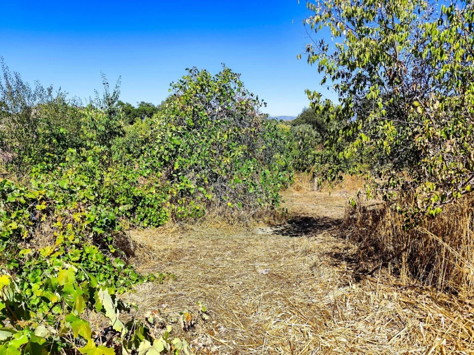 Terreno para Venda em Castelo Branco Foto 18