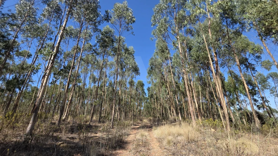 Terreno para Venda em Santo Quintino Foto 6