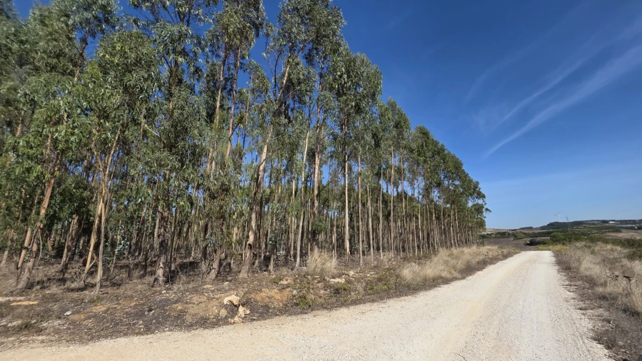 Terreno para Venda em Santo Quintino Foto 4