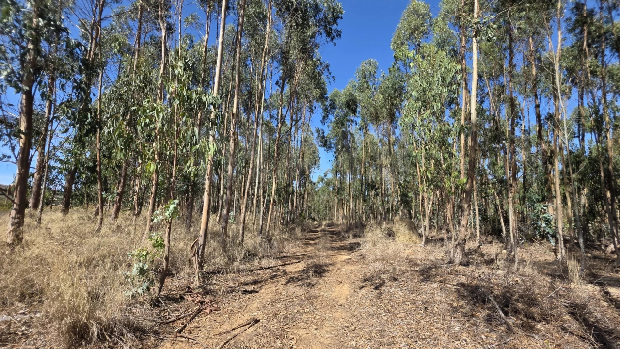 Terreno para Venda em Santo Quintino Foto 5