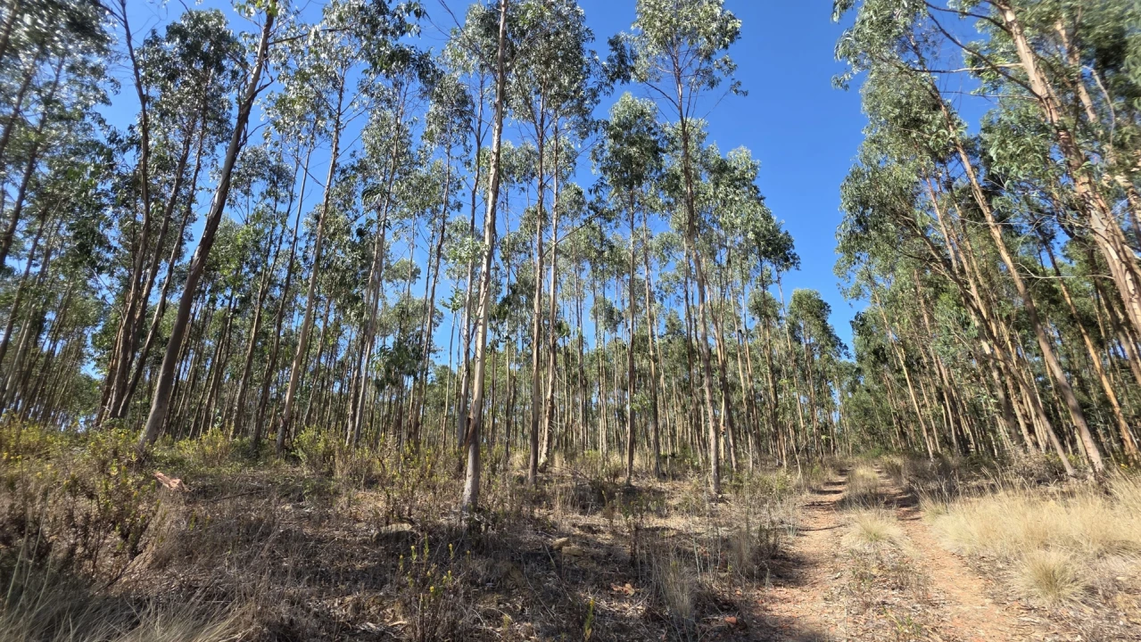 Terreno para Venda em Santo Quintino Foto 7