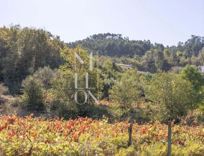 Quinta T3 para Venda em Jazente Foto 4