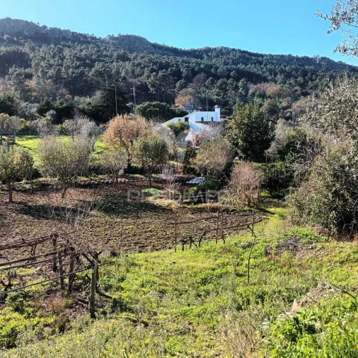 Quinta T3 para Venda em Santa Maria da Devesa