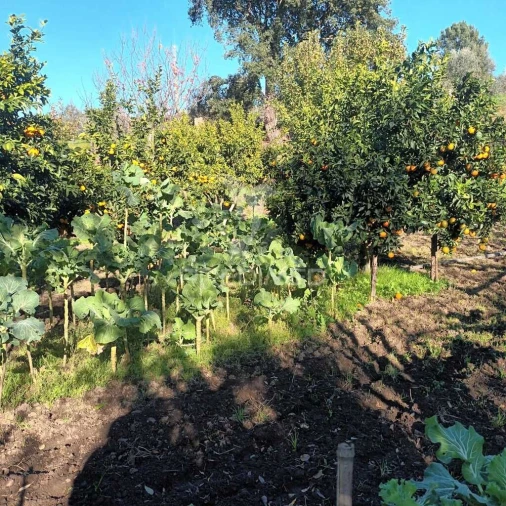 Quinta T3 para Venda em Santa Maria da Devesa Foto 6