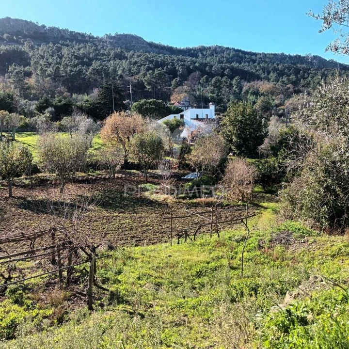 Quinta T3 para Venda em Santa Maria da Devesa Foto 1