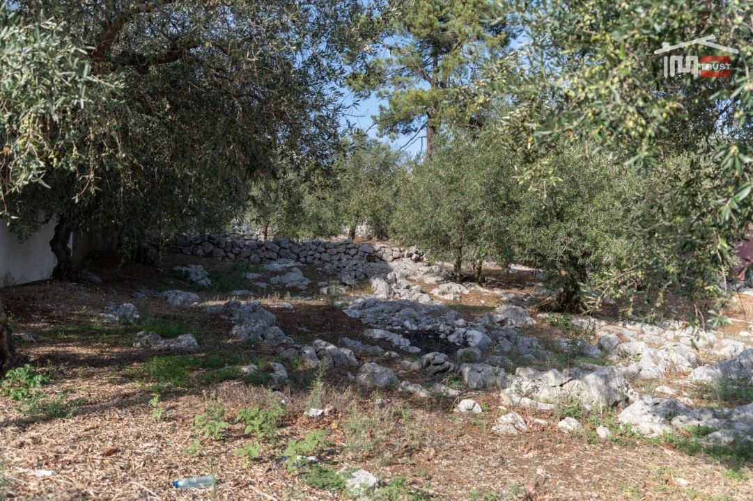 Terreno P/ Prédio para Venda em Mira de Aire Foto 4