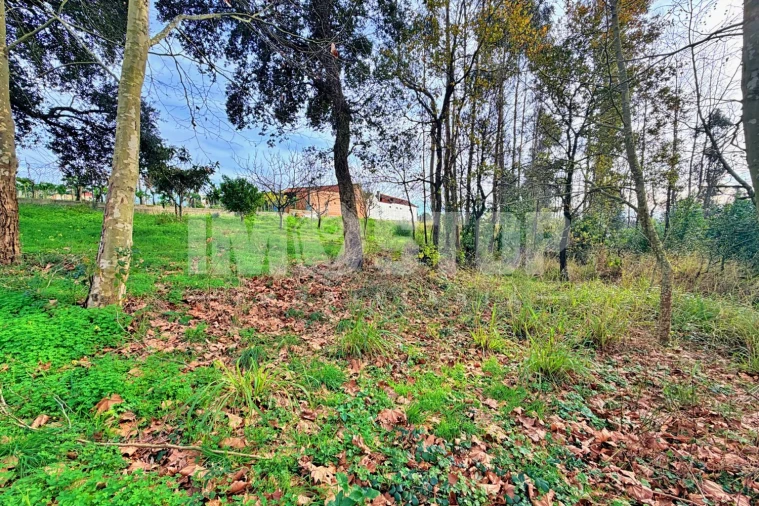 Terreno para Venda em Angeja Foto 5
