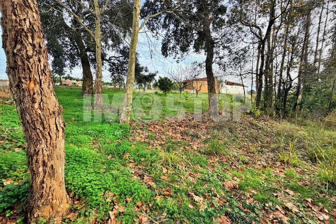 Terreno para Venda em Angeja Foto 3