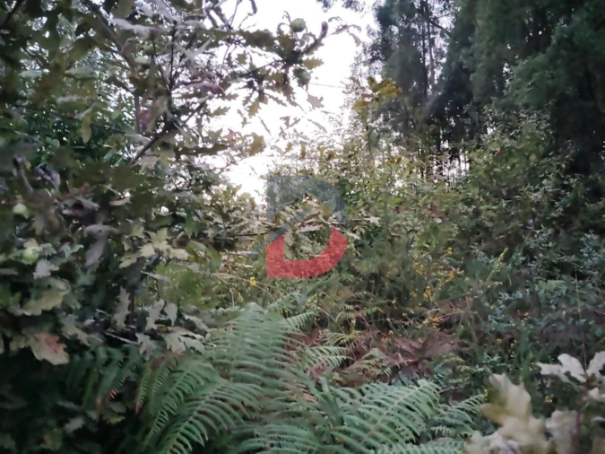 Terreno Agricola ou Rústico para Venda em São Martinho de Sardoura Foto 4