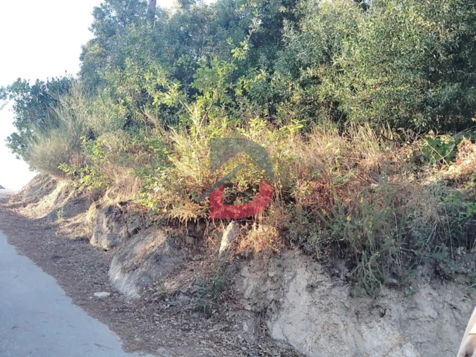 Terreno Agricola ou Rústico para Venda em São Martinho de Sardoura Foto 3