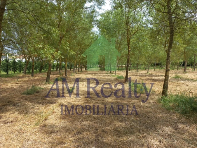 Moradia T4 para Venda em Peral Foto 24