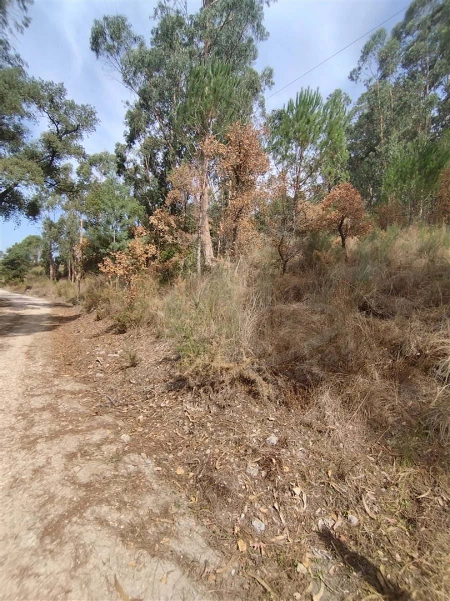 Terreno para Venda em Crespos e Pousada Foto 3