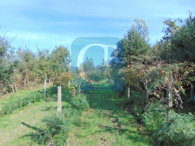 Terreno para Venda em São Cristovão de Nogueira Foto 4