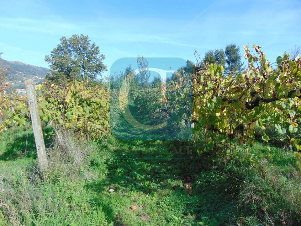 Terreno para Venda em São Cristovão de Nogueira Foto 7