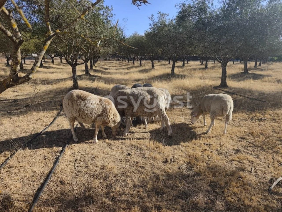 Quinta T2 para Venda em Faro do Alentejo Foto 25