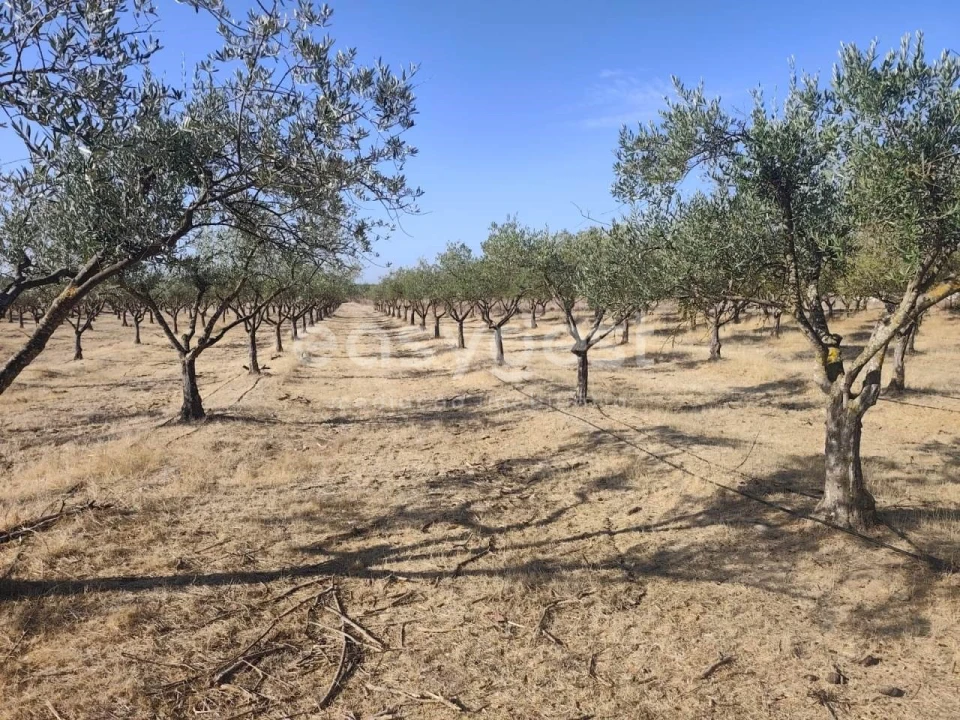 Quinta T2 para Venda em Faro do Alentejo Foto 26