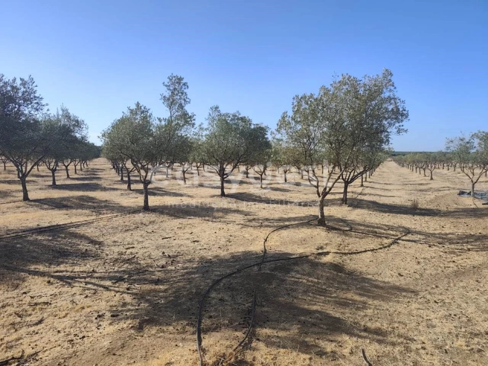 Quinta T2 para Venda em Faro do Alentejo Foto 27