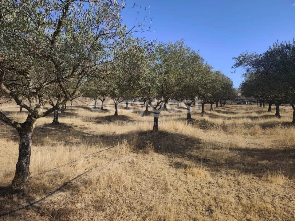 Quinta T2 para Venda em Faro do Alentejo Foto 29