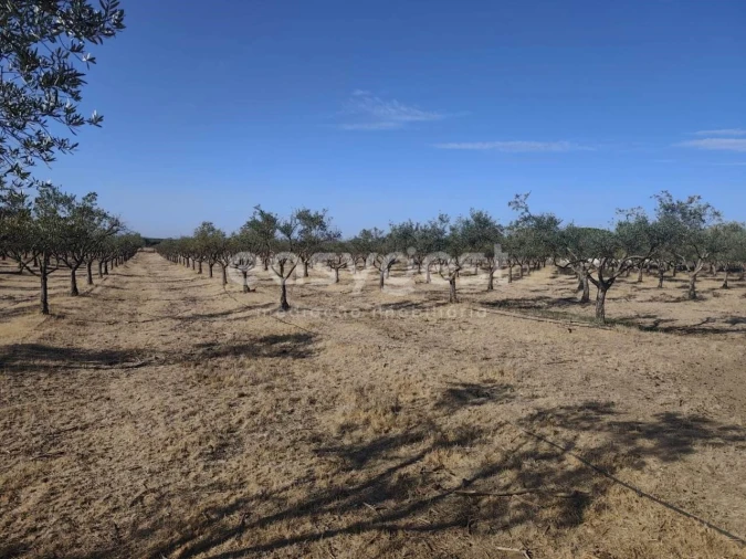 Quinta T2 para Venda em Faro do Alentejo Foto 28