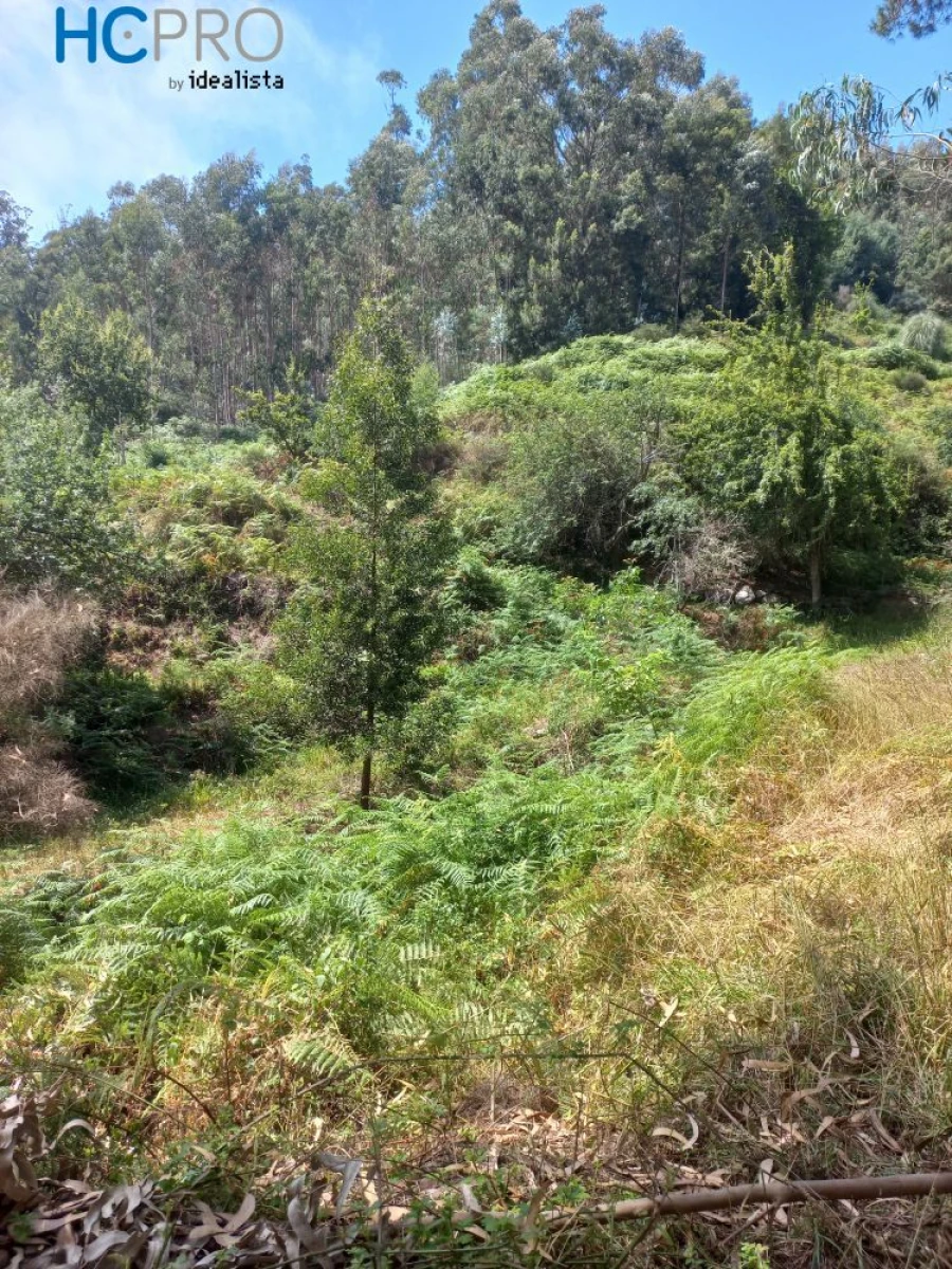 Terreno para Venda em Monte Foto 2