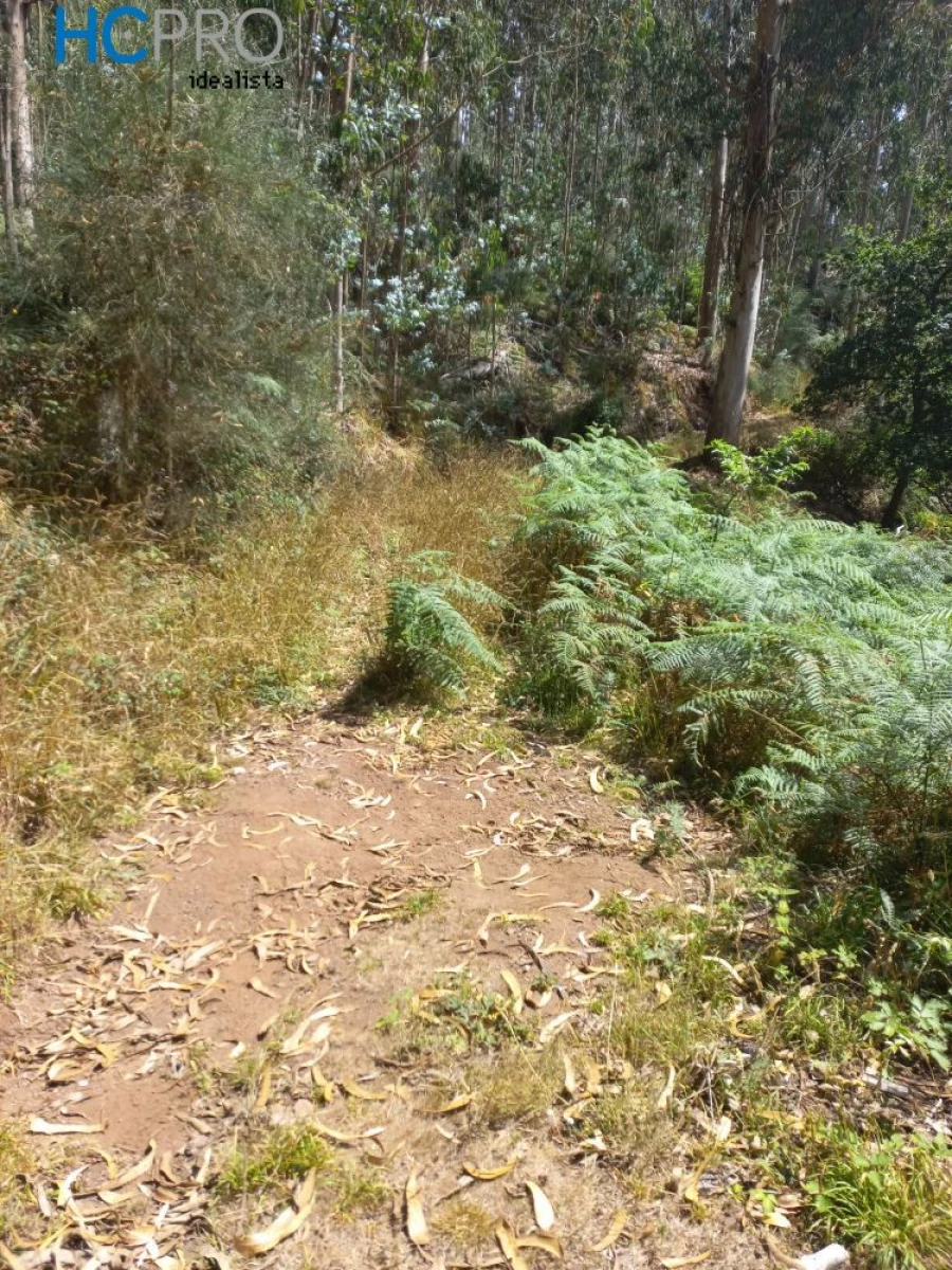 Terreno para Venda em Monte Foto 5