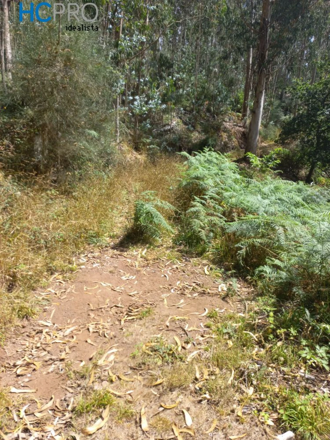 Terreno para Venda em Monte Foto 5