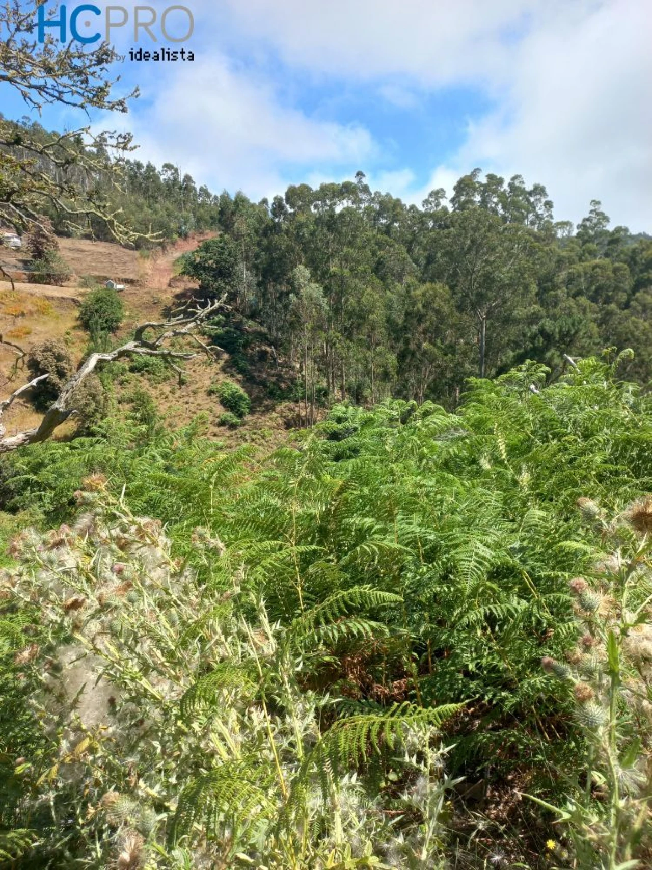 Terreno para Venda em Monte Foto 8