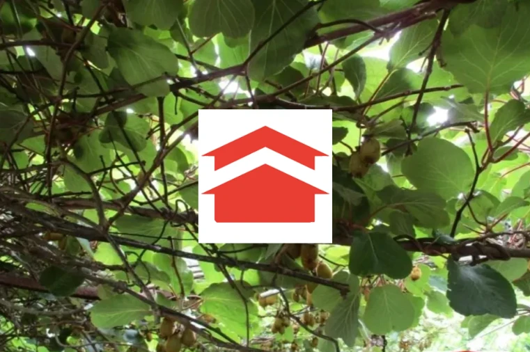 Terreno para Venda em Santo Antonio da Serra Foto 10