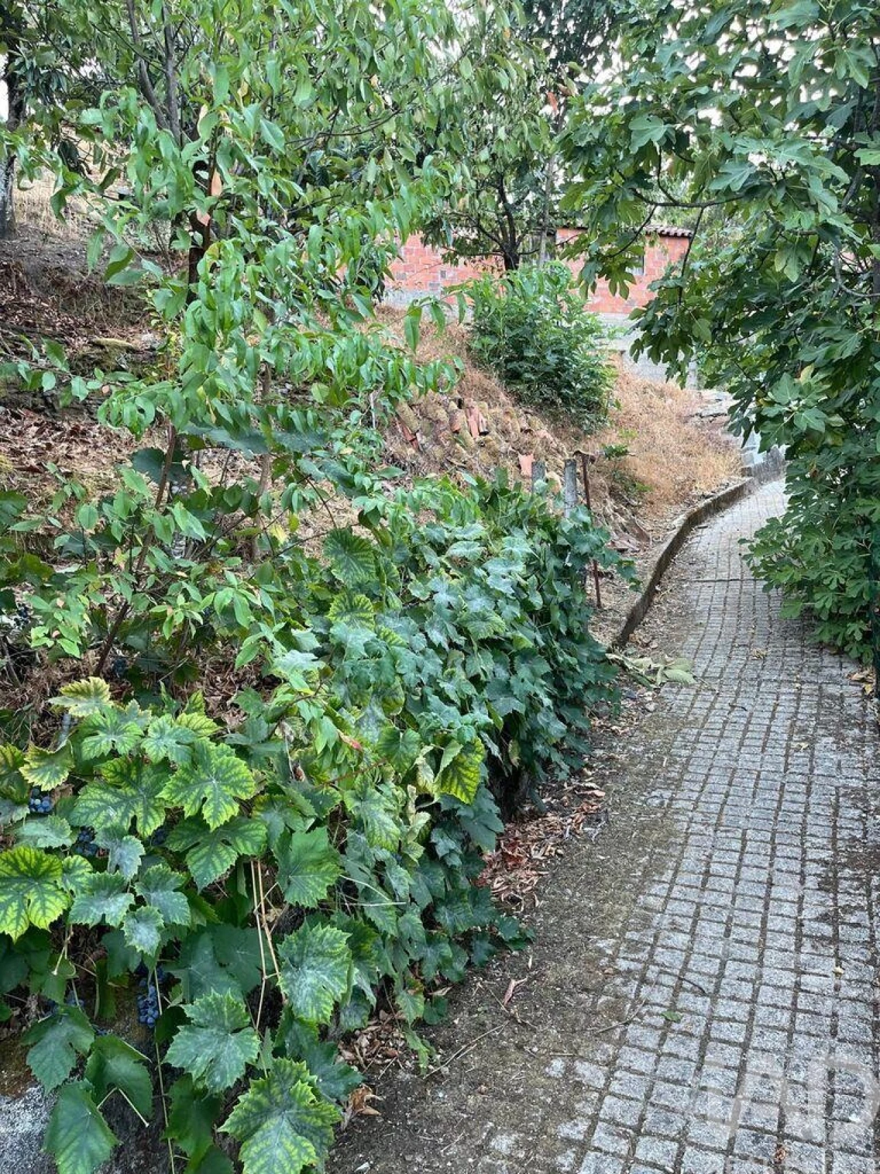 Moradia T1 para Venda em Sobreira Formosa e Alvito da Beira Foto 25