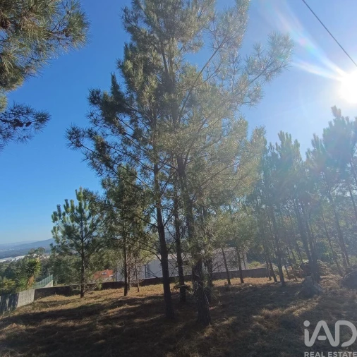 Terreno para Venda em Reboreda e Nogueira Foto 11