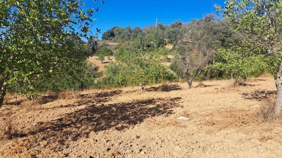 Terreno para Venda em Loule (São Sebastião) Foto 3