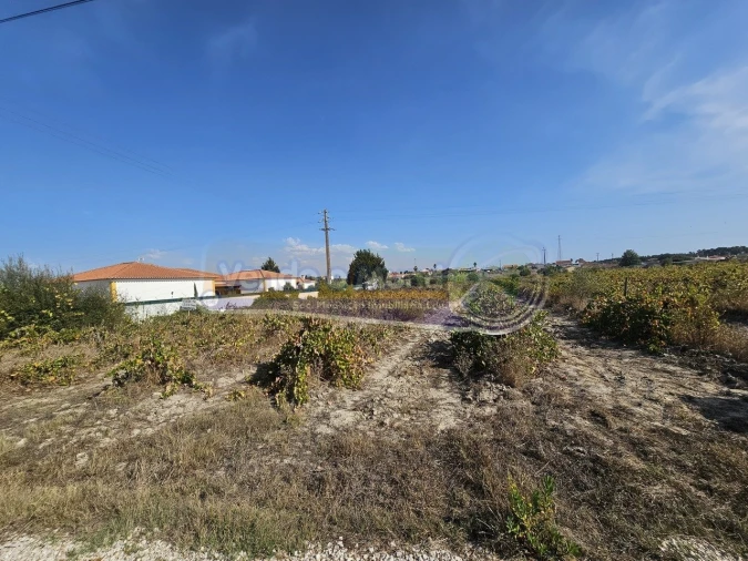 Terreno para Venda em Santo Estêvão Foto 3