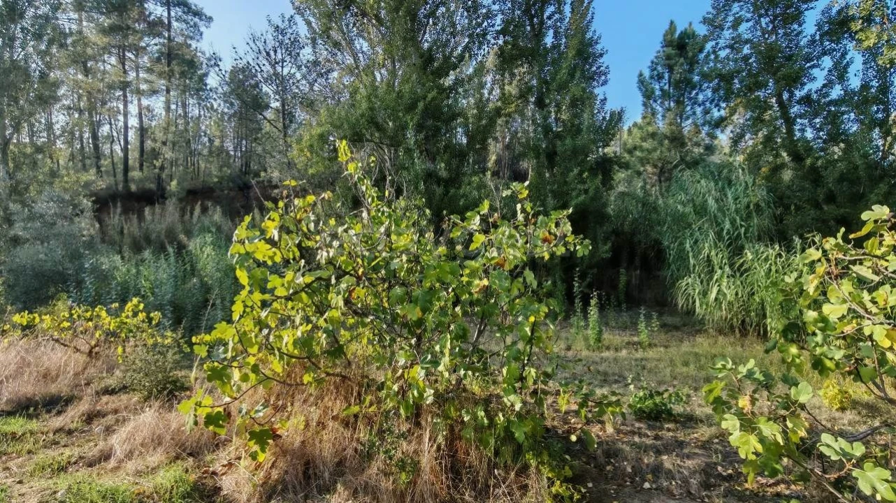 Moradia T3 para Venda em Madalena e Beselga Foto 28