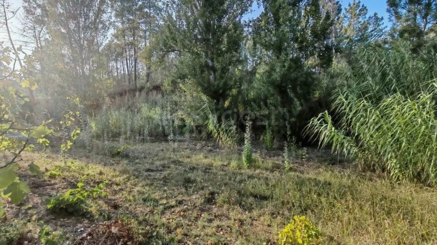 Moradia T3 para Venda em Madalena e Beselga Foto 26