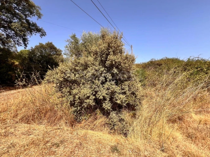Terreno para Venda em Carregueiros Foto 2