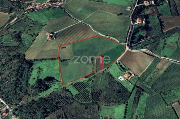 Terreno para Venda em Ribafria e Pereiro de Palhacana Foto 3