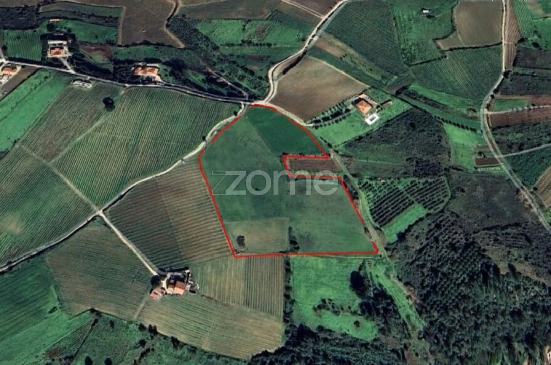 Terreno para Venda em Ribafria e Pereiro de Palhacana Foto 4