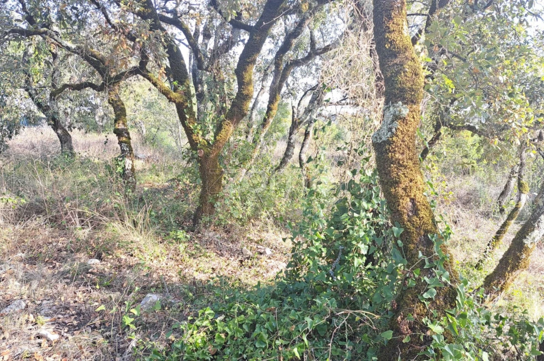 Terreno para Venda em Batalha Foto 12