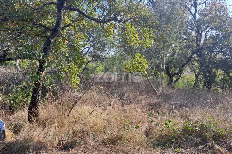 Terreno para Venda em Batalha Foto 1