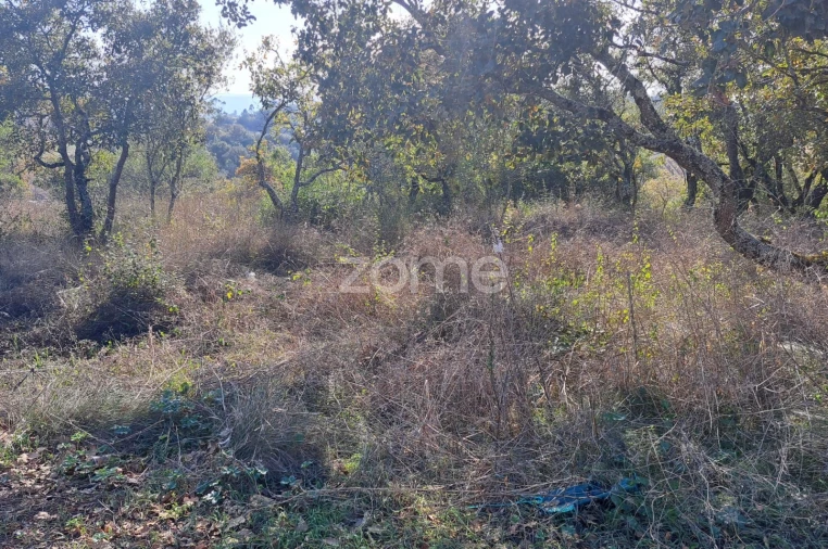 Terreno para Venda em Batalha Foto 8
