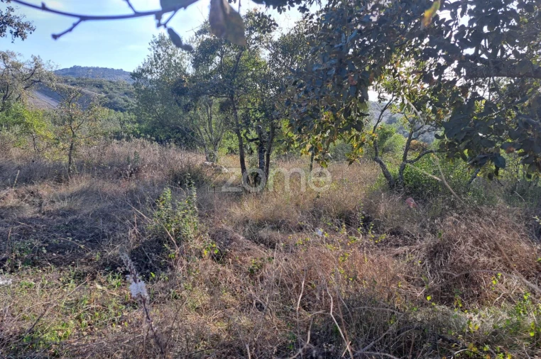 Terreno para Venda em Batalha Foto 6