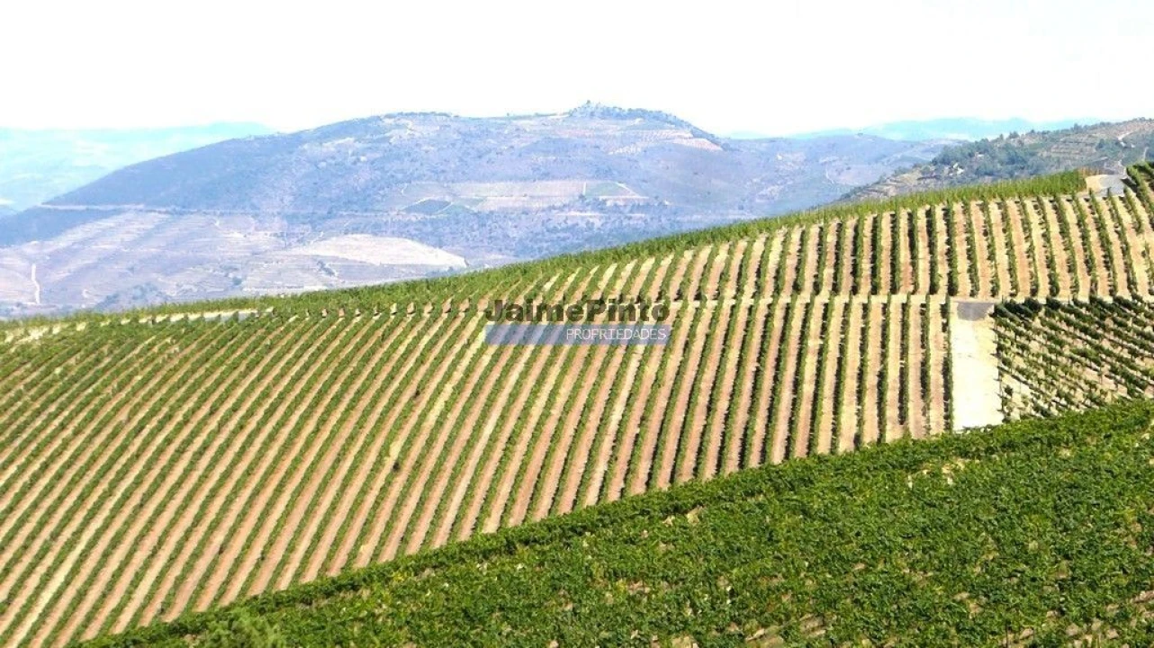 Quinta T10 para Venda em Vila Nova de Foz Côa Foto 6