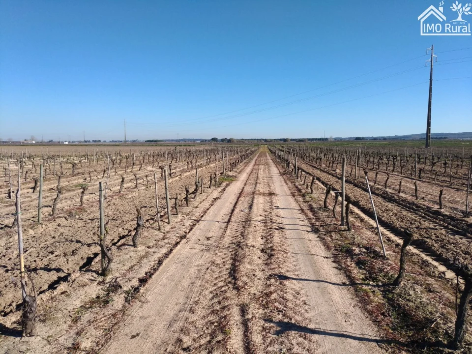 Terreno para Venda em Benfica do Ribatejo Foto 15