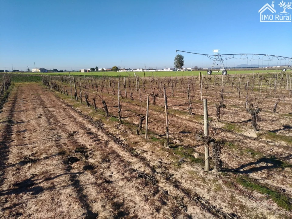 Terreno para Venda em Benfica do Ribatejo Foto 11